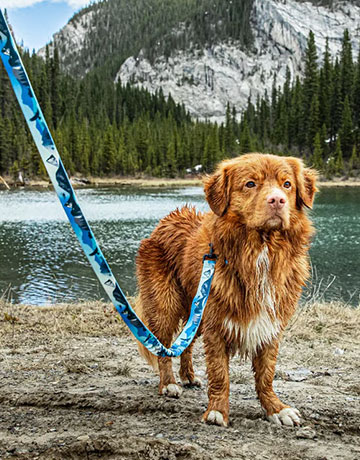 Rocky Mountain Dog（ロッキーマウンテンドッグ）イメージ 1